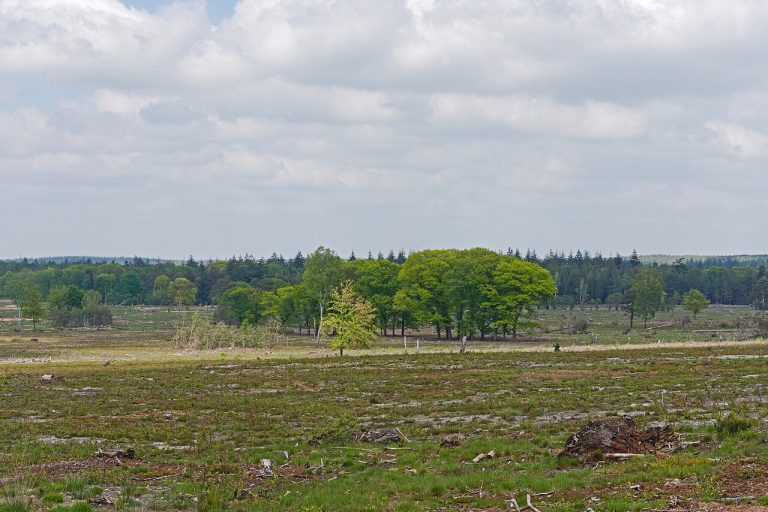 Wandeling in Nationaal Park De Sallandse Heuvelrug — Natuur in Twente