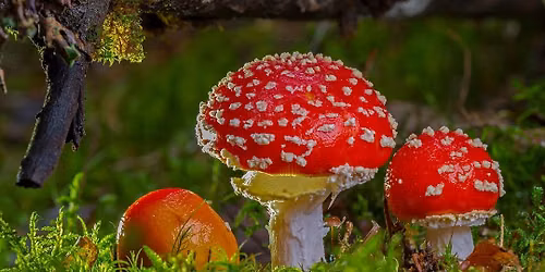 Paddenstoelen zoeken in het bos — Uitgaan in Twente